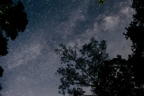 晴朗夜空下的树影 晴朗夜空下的树影
