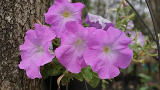 普拉提ii塔斯马尼亚、粉色、花朵、花园、夏季、花朵、户外