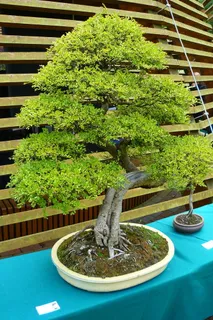 盆景树,绿树,一棵不同寻常的树,植物,树木,生长,绿色,自然 盆景树,绿树,一棵不同寻常的树,植物,树木,生长,绿色,自然