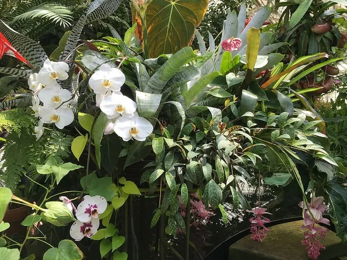 兰花，植物，花，热带，花园，热带，花园，生长，叶