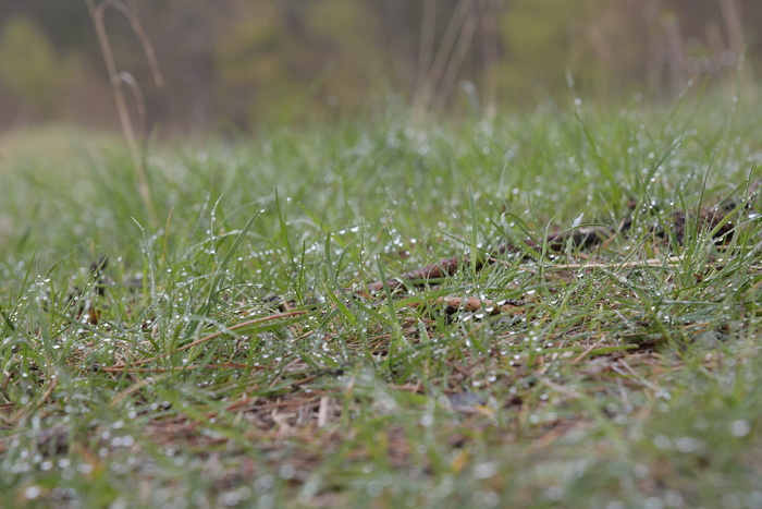 植物，选择性聚焦，草，绿色，土地，生长，自然，没有人