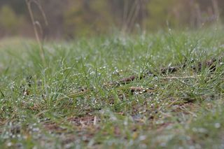 植物，选择性聚焦，草，绿色，土地，生长，自然，没有人