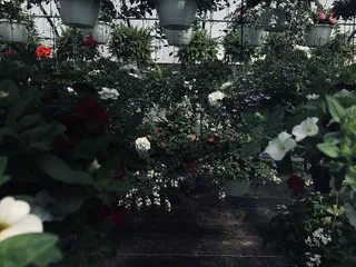 股票，生长，计划，植物，花，花，花盆，花盆