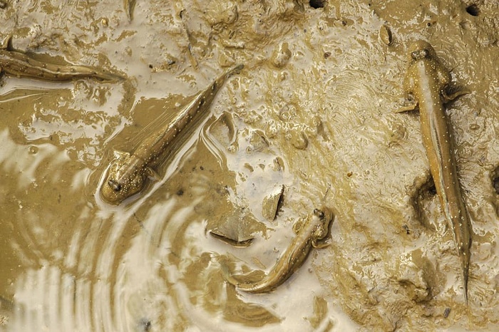 泥巴、跳泥者、动物、眼周、特写、室内、高角度视野、食物和饮料