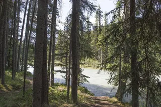 公路、山脉、树木、森林、树林、旅游、景观、夏季