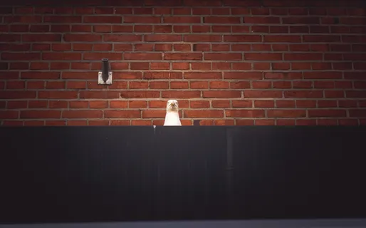 棕色砖墙，墙，砖，埃克恩费尔德，德国，鸟，红色，图案