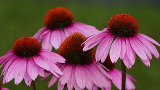 自然，花园，花，锥花，微红，紧密，开花植物，花