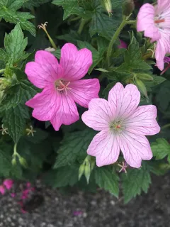 粉色,花瓣,美丽,叶子,自然,开花植物,花,脆弱 粉色,花瓣,美丽,叶子,自然,开花植物,花,脆弱