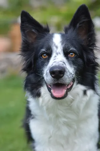 牧羊犬，狗，斑点，头，一只动物，狗，宠物，家养