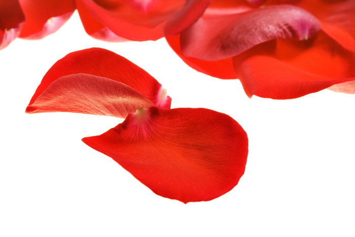 con2011，花，新鲜，礼物，隔离，踏板，花瓣，照片