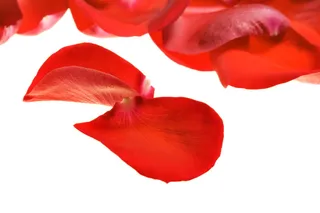 con2011，花，新鲜，礼物，隔离，踏板，花瓣，照片