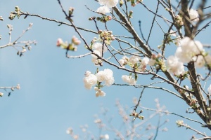 花，白色，花瓣，花朵，花园，植物，自然，秋天