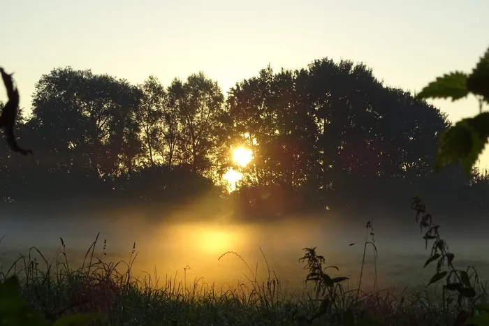 秋天，雾，心情，风景，金秋，树木，日出，晨曦
