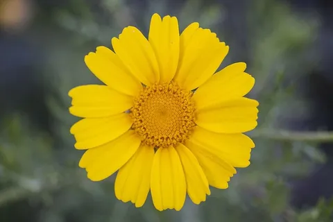 黄色,雏菊,花,植物,自然,花,花园,美丽 黄色,雏菊,花,植物,自然,花,花园,美丽