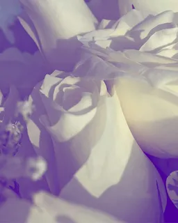 玫瑰，摄影，花朵，花朵，白色，装饰，花朵，爱