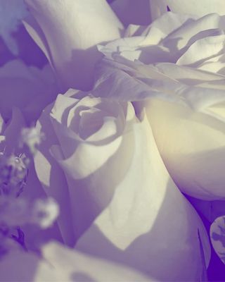 玫瑰，摄影，花朵，花朵，白色，装饰，花朵，爱