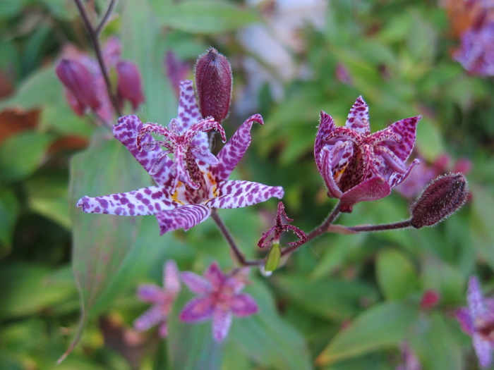 花，蟾蜍百合，自然，紫色，百合，花蕾，园林植物，植物
