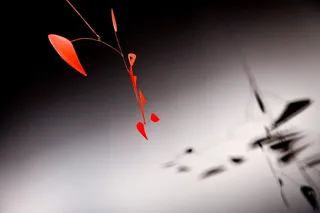 户外、自然、植物、叶子、艺术、照片、摄影、图形