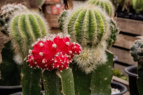 仙人掌,仙人掌的果实,仙人掌科,植物多汁,多刺,植物,尖锐,园艺 仙人掌,仙人掌的果实,仙人掌科,植物多汁,多刺,植物,尖锐,园艺