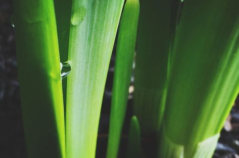 叶片，植物，特写，露水，水滴，水滴，植物，新鲜度