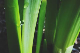 叶片，植物，特写，露水，水滴，水滴，植物，新鲜度