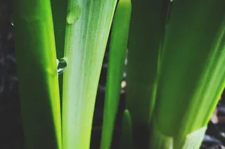 叶片，植物，特写，露水，水滴，水滴，植物，新鲜度