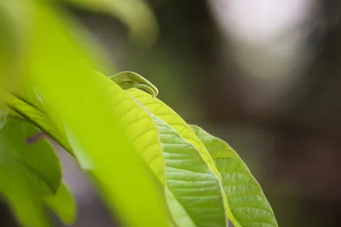 叶子,宽,墙纸,绿色,叶子,新,生命,静止 叶子,宽,墙纸,绿色,叶子,新,生命,静止