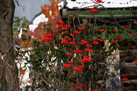 山灰树、罗文树、罗文树、服务树、冬季、植物、生长、自然 山灰树、罗文树、罗文树、服务树、冬季、植物、生长、自然
