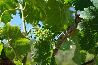 葡萄，树木，叶子，植物部分，水果，食品和饮料，植物，生长