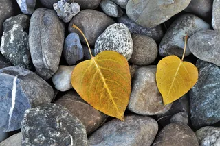 树叶，黄色，秋天，自然，心情，希望，灰色，桦树