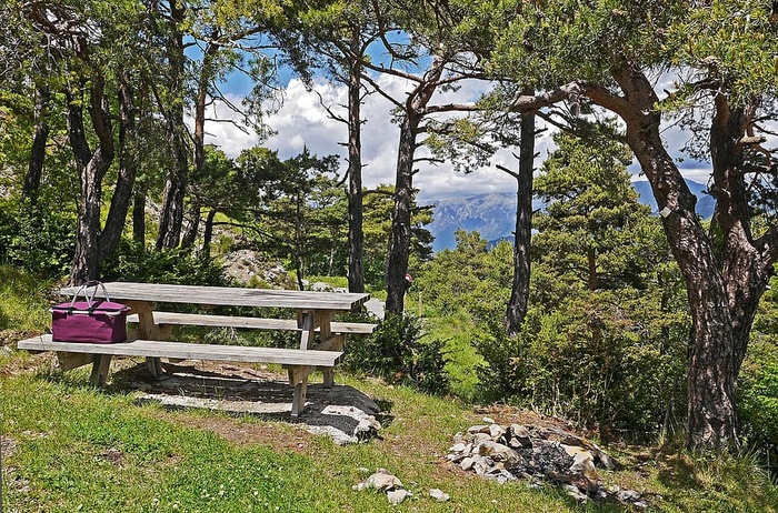 紫色，野餐篮，棕色，木制，野餐桌，树，白天，休息的地方