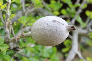 栀子果实，栀子，植物，水果，自然，食物，新鲜度，叶子