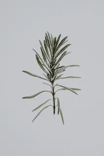 薰衣草枝 薰衣草枝