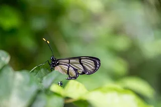 大自然中美丽的蝴蝶