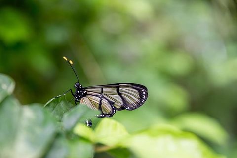 大自然中美丽的蝴蝶 大自然中美丽的蝴蝶
