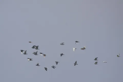 鸽子,鸽子和鸽子,蜂群,飞行,鸟类,城市鸽子,圆形,动物主题 鸽子,鸽子和鸽子,蜂群,飞行,鸟类,城市鸽子,圆形,动物主题