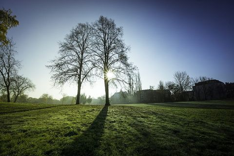 绿色、草、树、植物、阳光、白天、阳光、蓝色