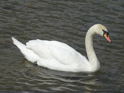 最值得一游的湖泊，动物主题，野生动物，野生动物，动物，鸟类