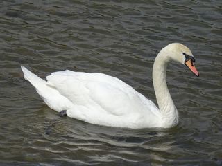 最值得一游的湖泊，动物主题，野生动物，野生动物，动物，鸟类