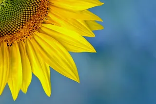 宏观照片，黄色，向日葵，自然，植物，夏天，花，颜色