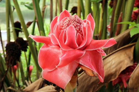 红火炬姜花 红火炬姜花