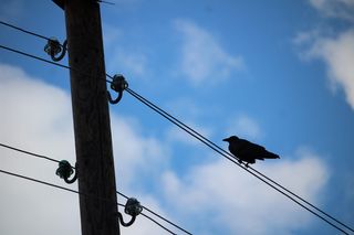 鸟，空中电缆，天空，蓝色，云，过时，电话，电线杆