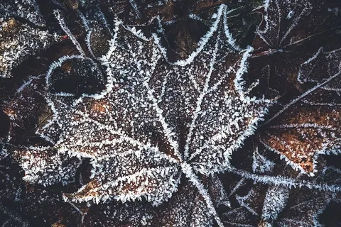 冰雪覆盖的森林里冬天的树叶 冰雪覆盖的森林里冬天的树叶