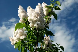 酸性，丹麦，植物，花，脆弱性，脆弱性，开花植物，植物部分