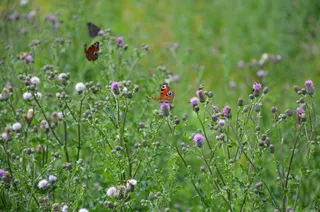 草原，昆虫，蝴蝶，蜜蜂，觅食蓟的花，开花，开花植物，花