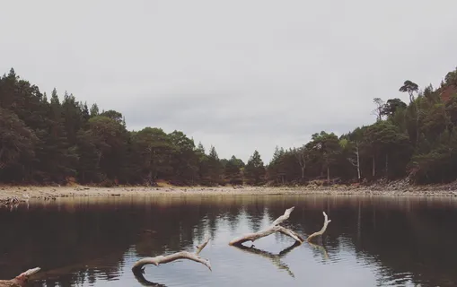 海边的绿色松树和棕榈树 海边的绿色松树和棕榈树