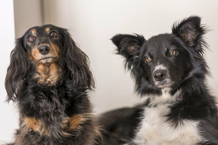 成年边境牧羊犬，腊肠，牧羊犬，狗，野兽，边境牧羊犬，狗，狗