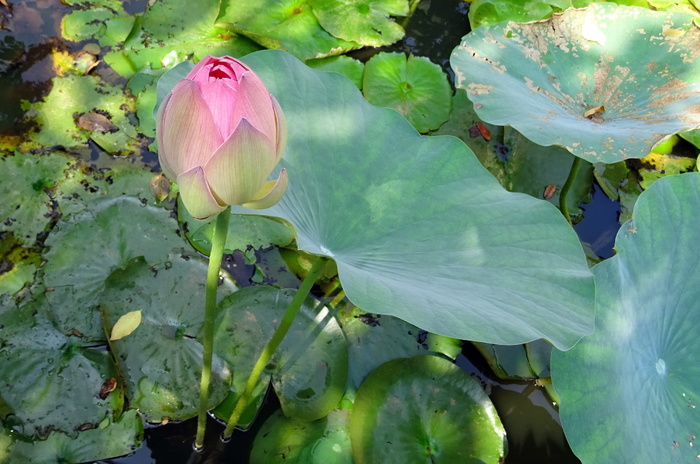 莲花，花朵，粉色，莲藕，莲心，莲花，花朵，莲藕，莲心，花蕾