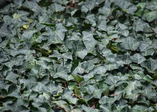 叶, 背景, 全画幅, 植物部分, 绿色, 食品, 食物和饮料, 健康饮食