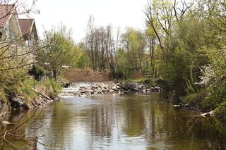 自然，水，河，树，水，植物，自然之美，天空